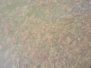 Patch of Rupia floating with seaweeds Polysiphonia and Ceramium in Apponoug Cove.